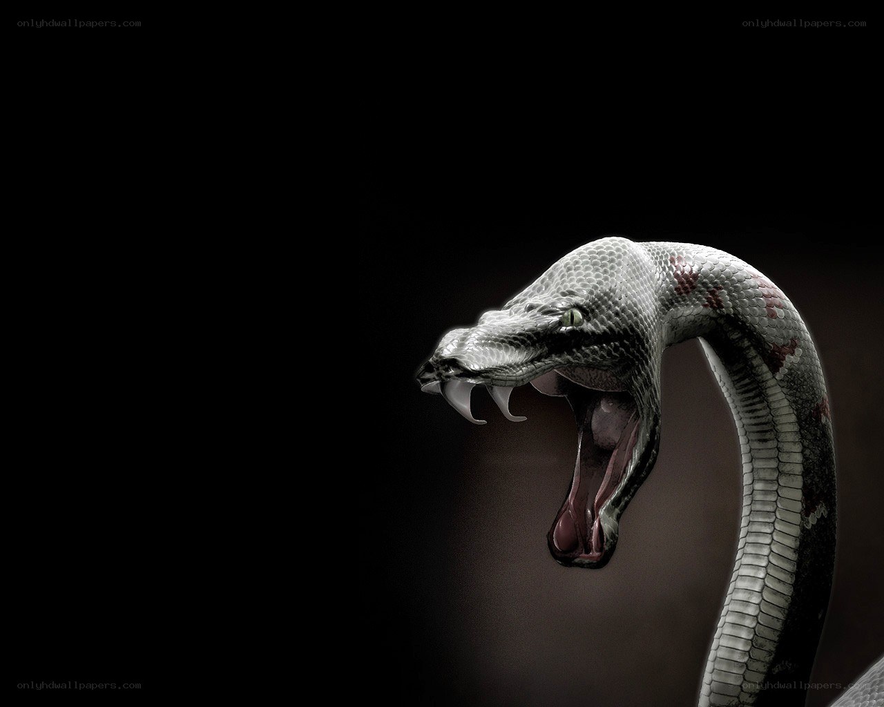 snake with open mouth