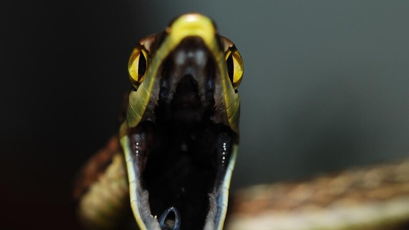Snake with Open Mouth — Green, Intense