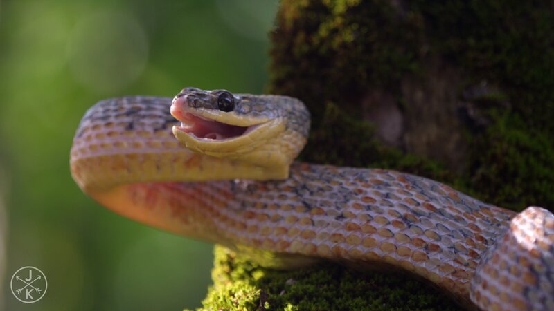Snake with Open Mouth — Green, Natural