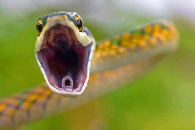 Snake with Open Mouth — Green