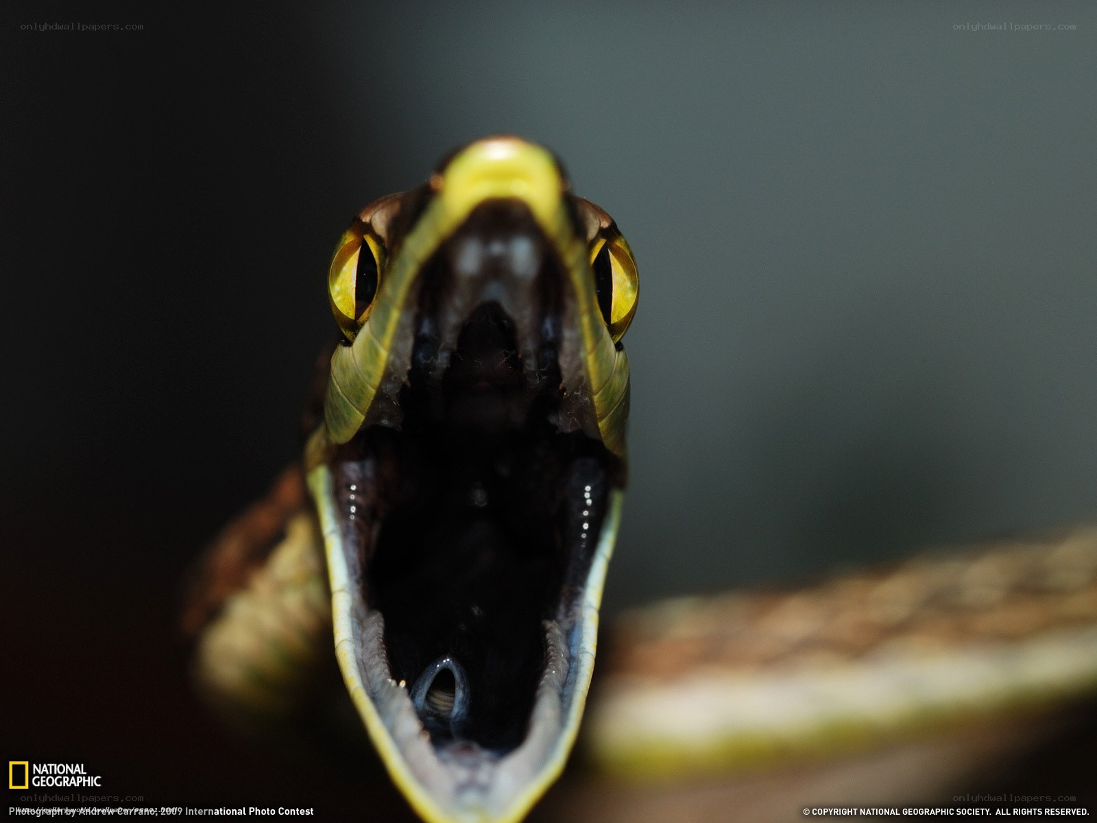 snake with open mouth