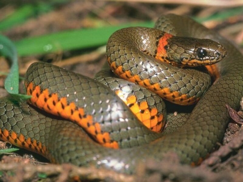 snake with orange markings