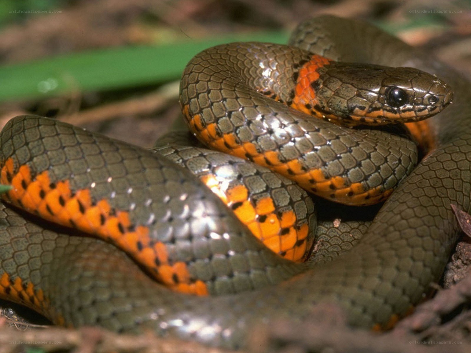 snake with orange markings
