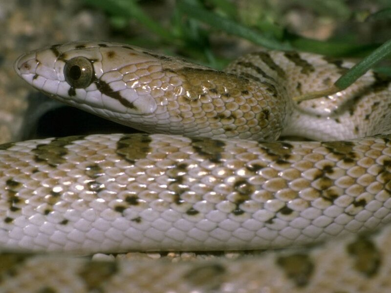 snake with patterned scales