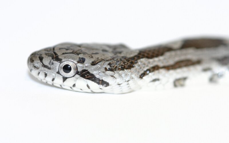 Snake with Patterned Scales — White