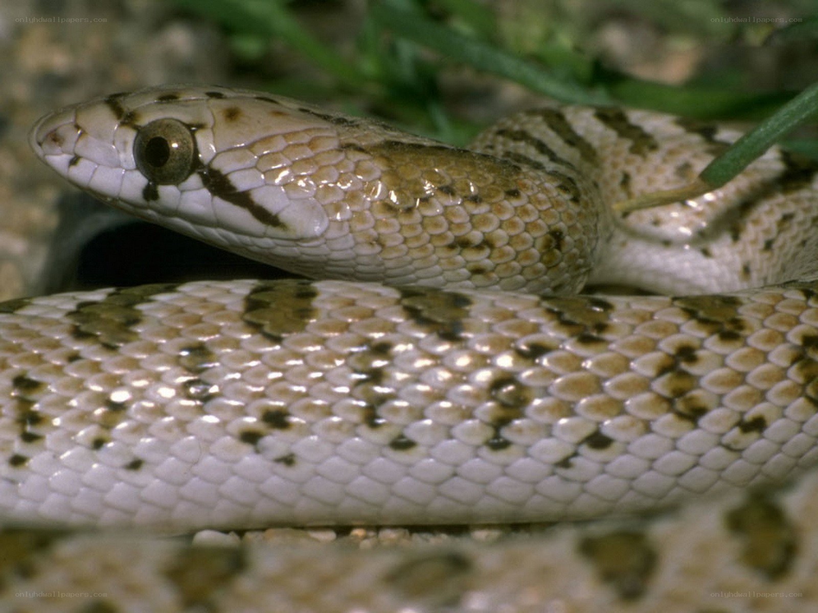 snake with patterned scales