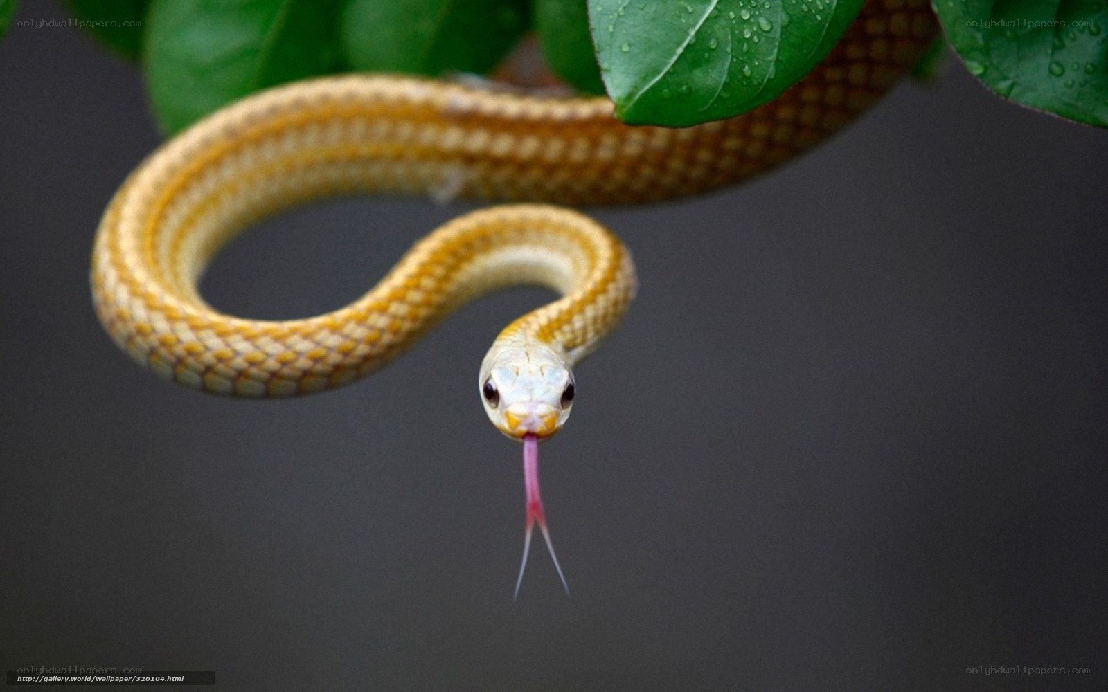 snake with pink tongue