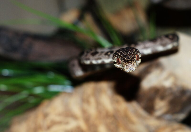 snake with red eyes