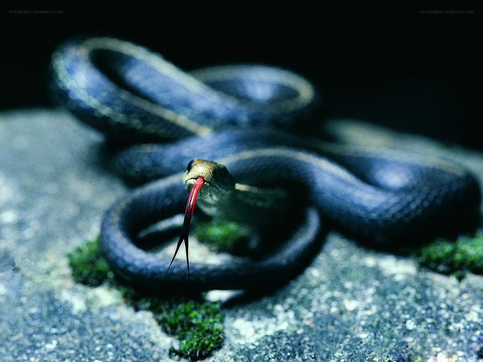 snake with red tongue