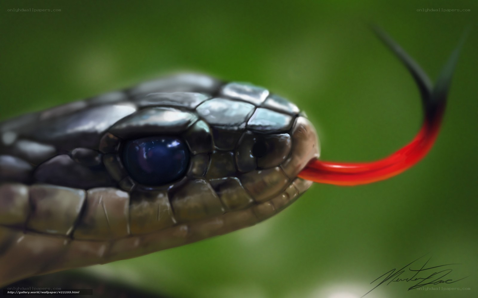 snake with red tongue
