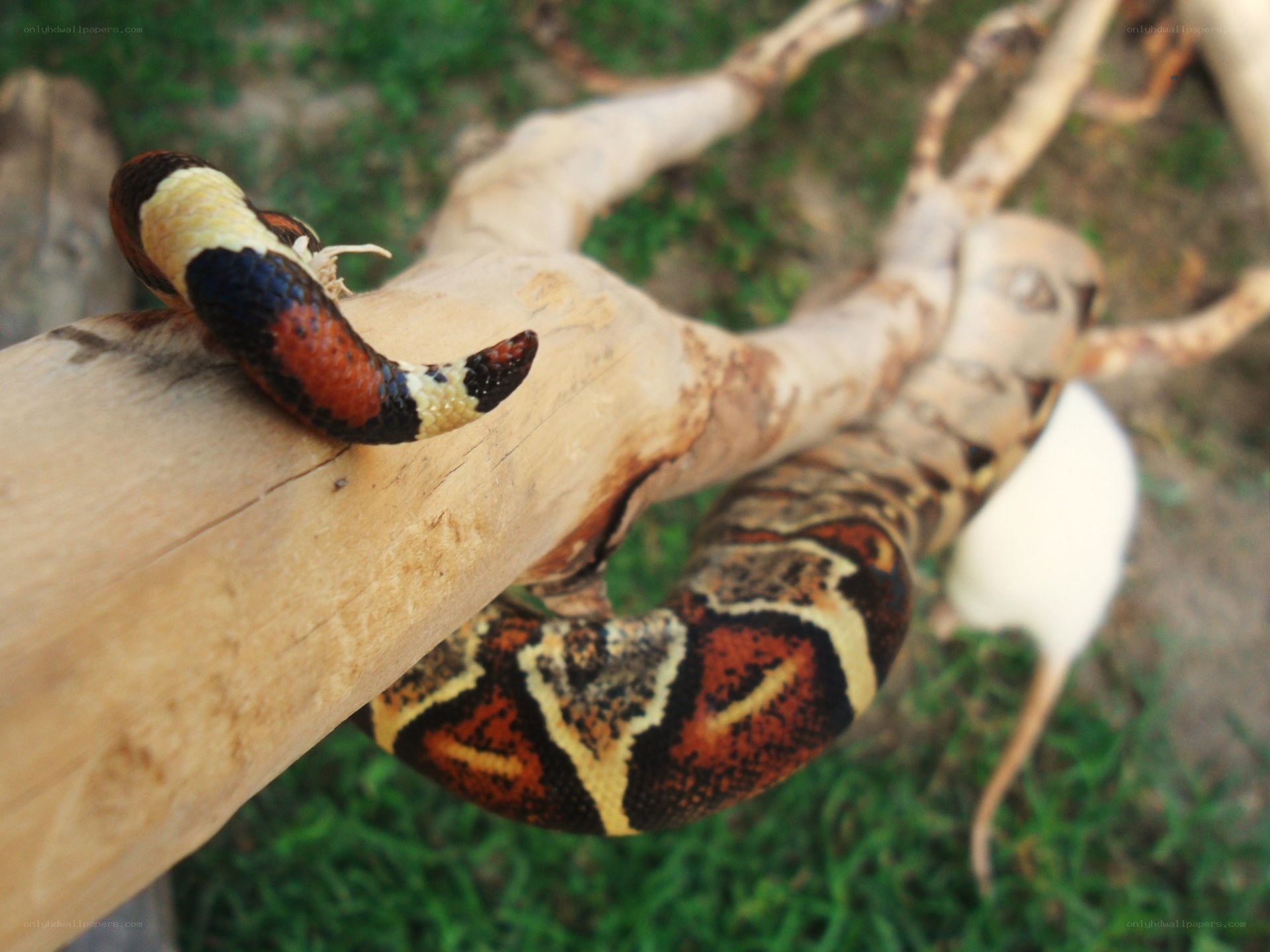 snake with rodent on branch