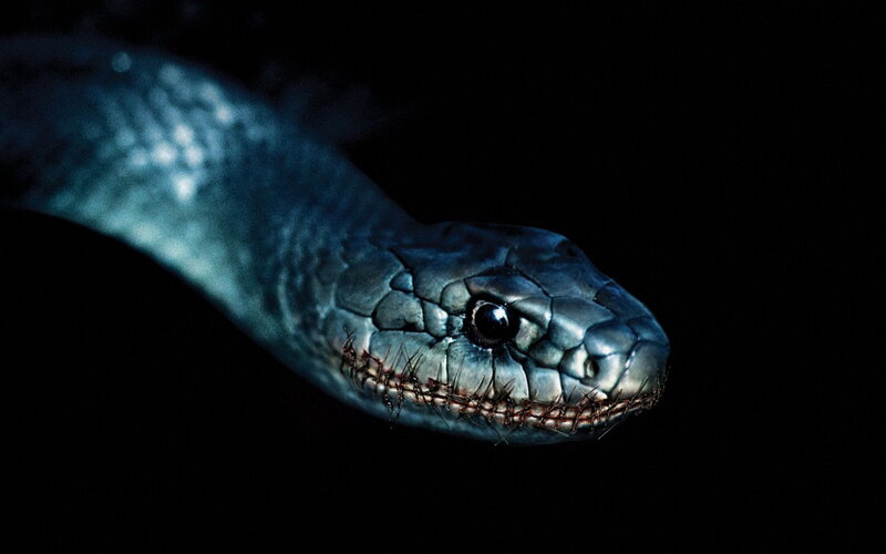 Snake with Stitched Mouth — Black