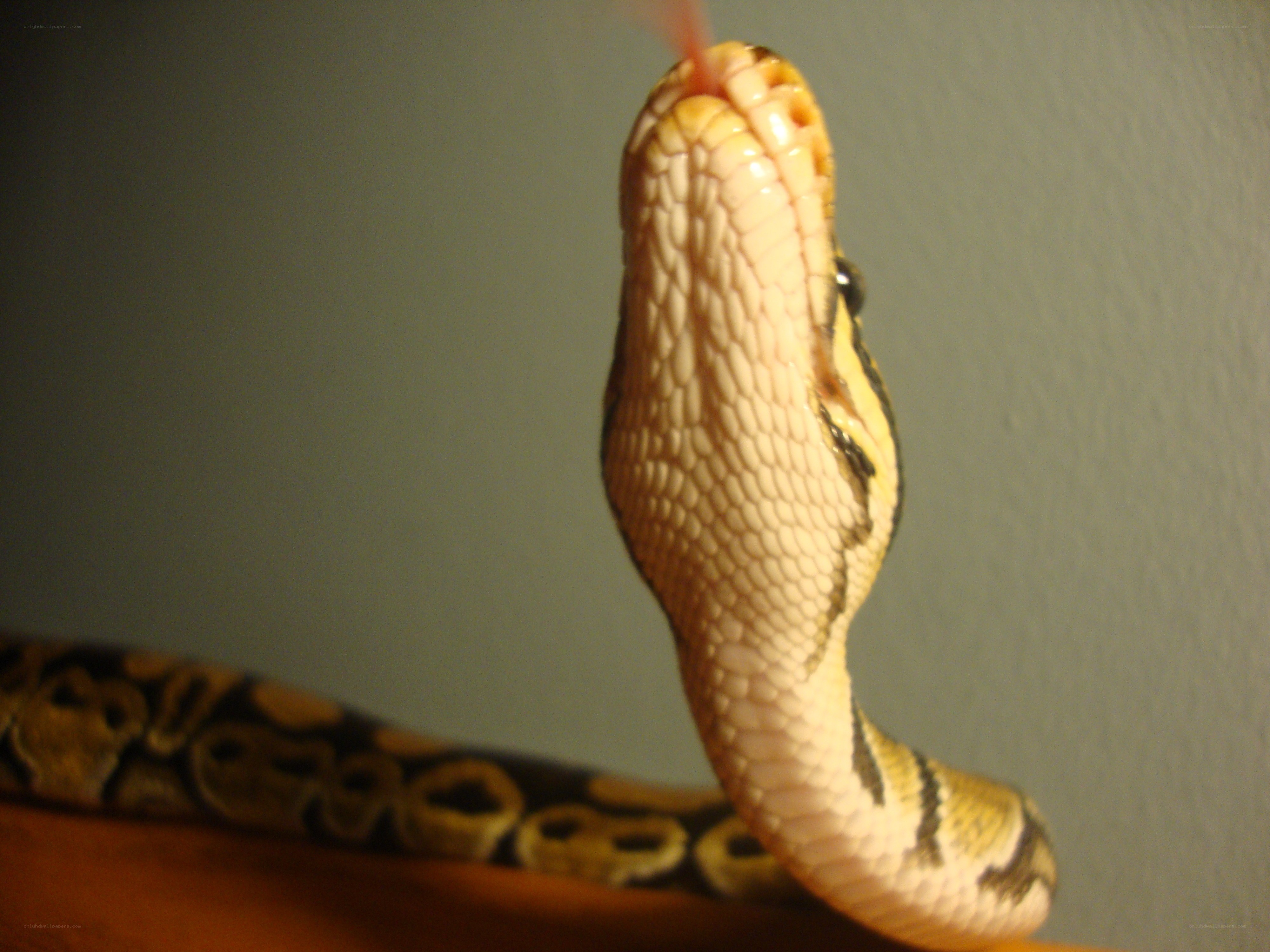 snake with tongue out