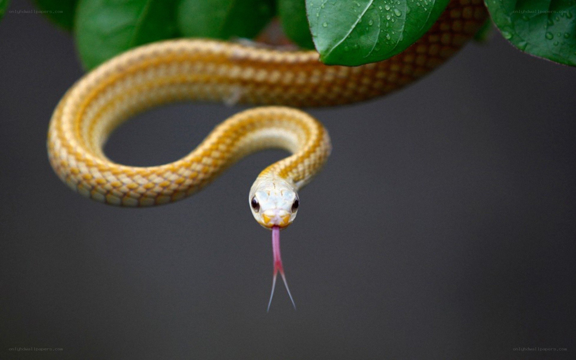 snake with tongue out