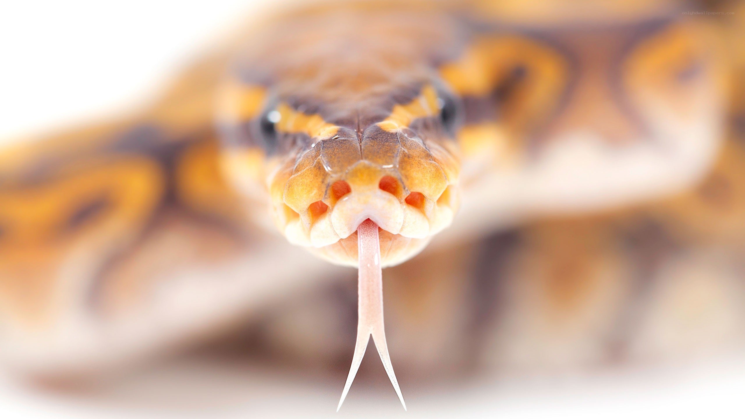 snake with tongue out