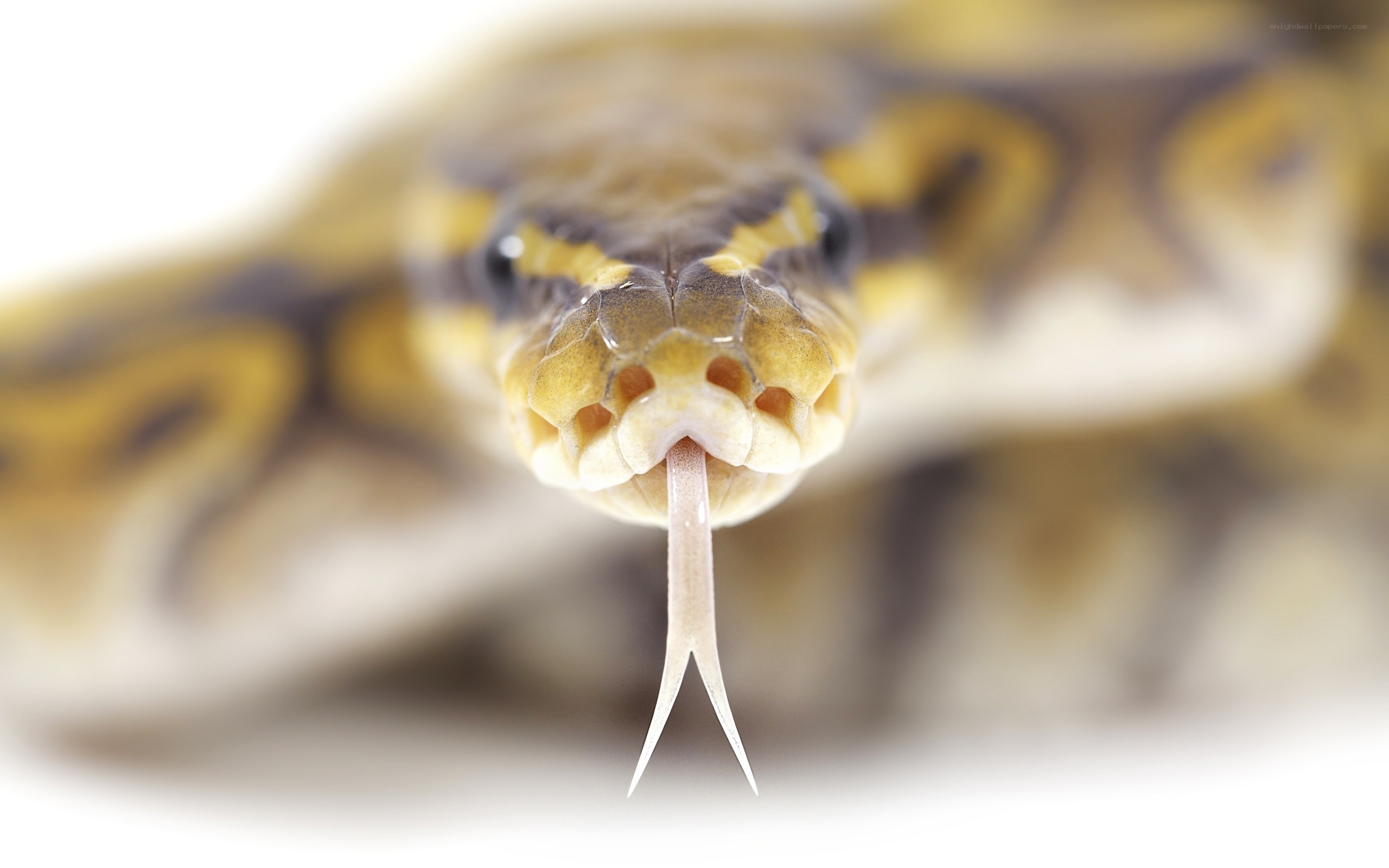 snake with tongue out
