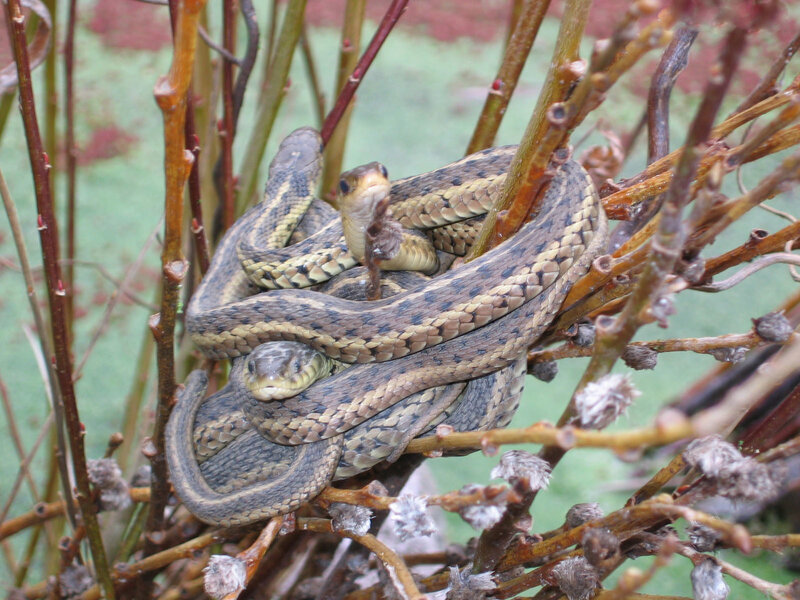 snakes coiled in branches