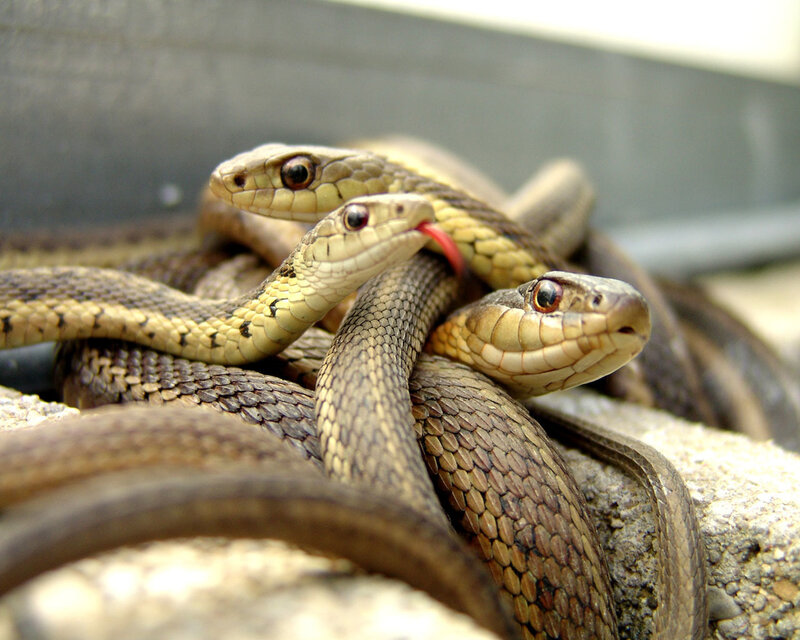 snakes coiled together