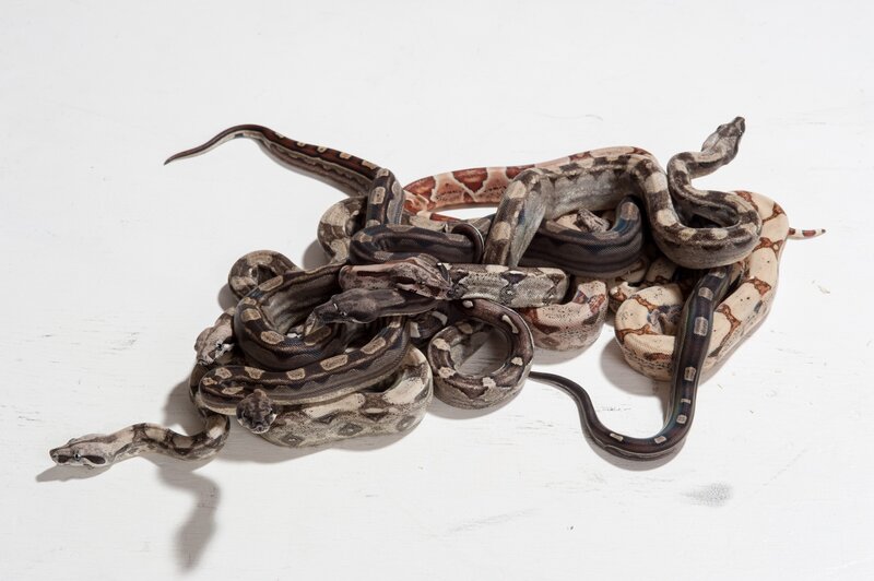 Snakes Coiled Together — White