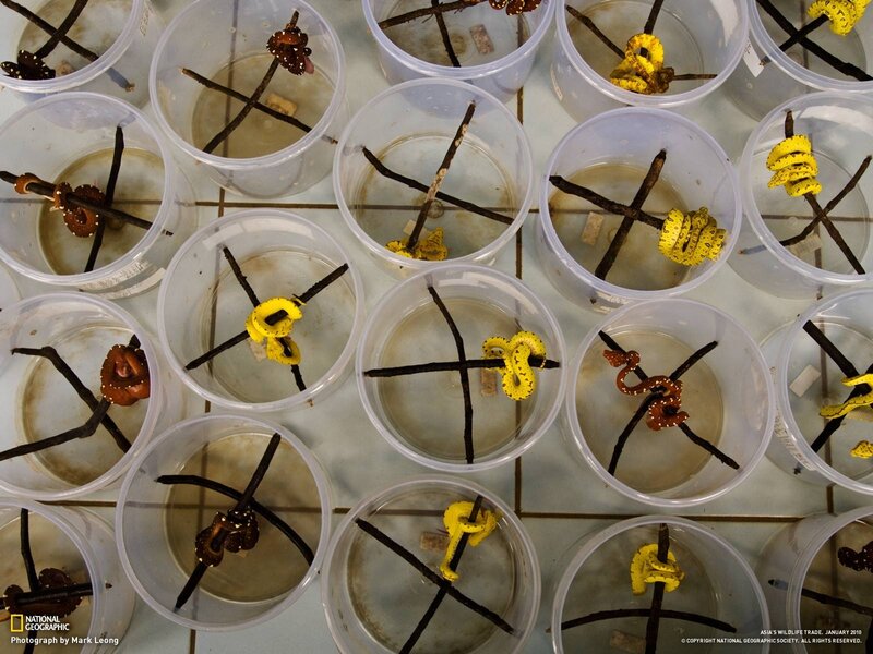 Snakes in plastic containers