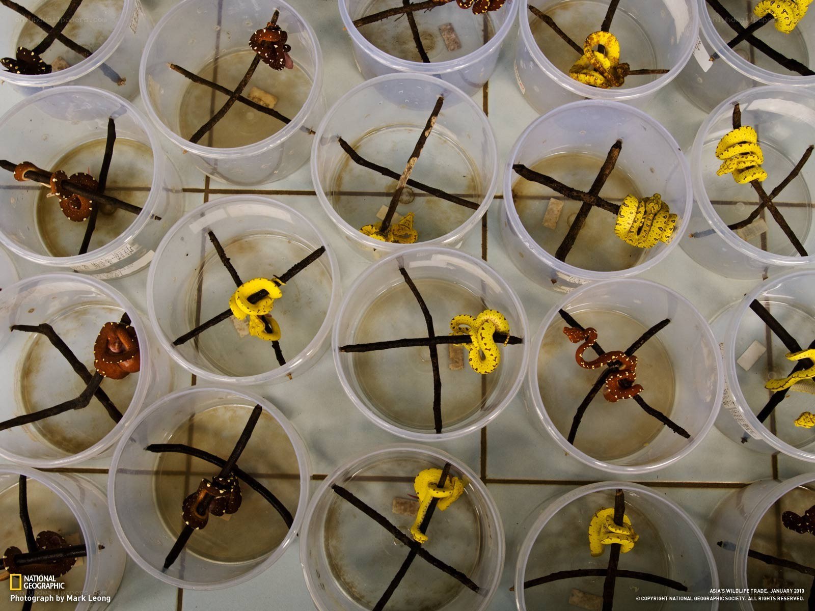 Snakes in plastic containers