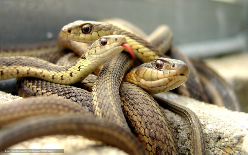 snakes on a rock