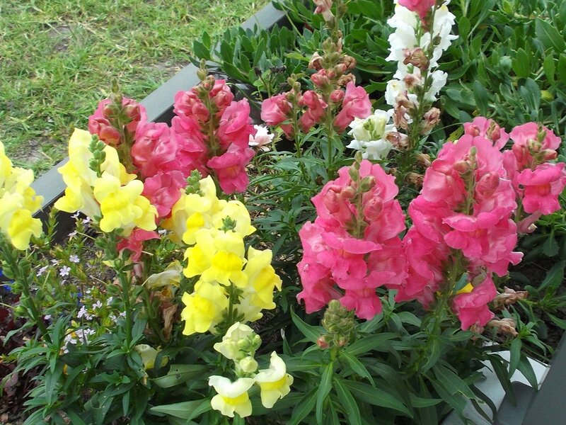 Snapdragon Flowers in Garden — Pink