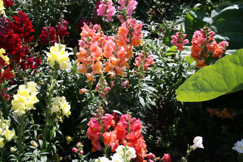 Snapdragon Flowers in Garden