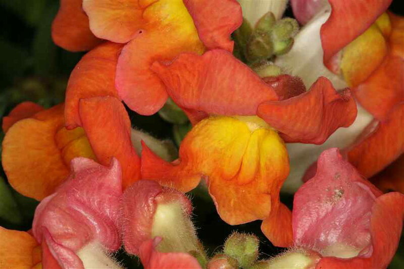 Snapdragon Flowers — Orange