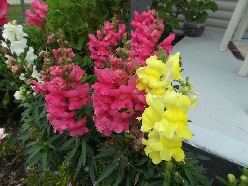 Snapdragon Flowers — Pink, Calm