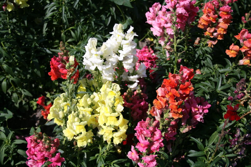 Snapdragon Flowers — Pink