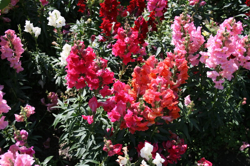 Snapdragon Flowers — Pink, Vibrant