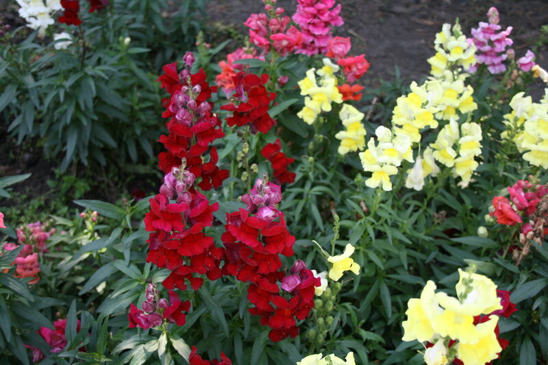 Snapdragon Flowers — Red, Colorful