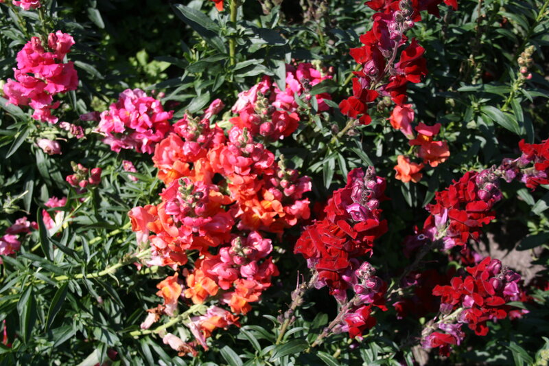Snapdragon Flowers — Red