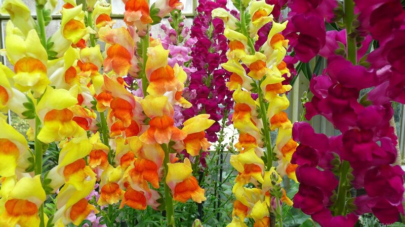 Snapdragon Flowers