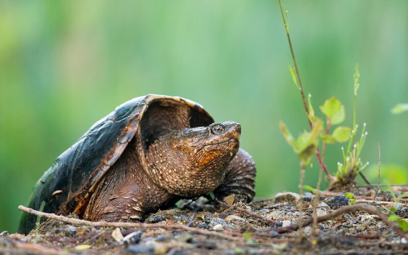 Snapping Turtle on Ground