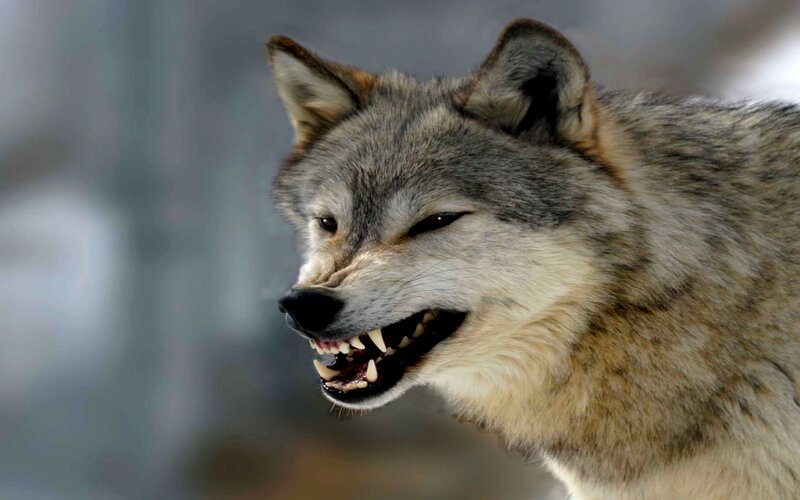 Snarling Gray Wolf