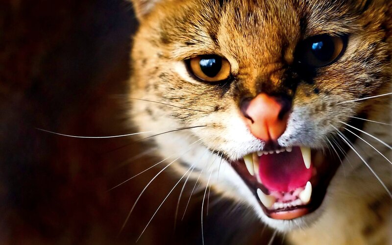 Snarling Wild Cat