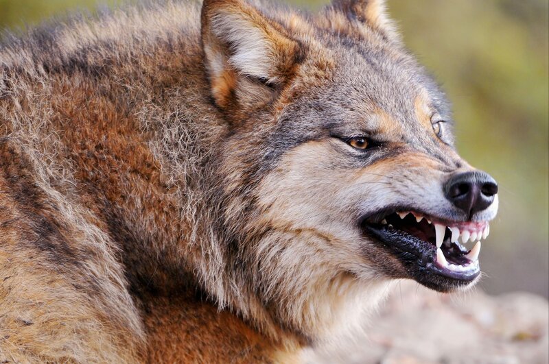 Snarling Wolf — Brown, Aggressive, Photograph, Open Mouth, Sharp Teeth, Forest