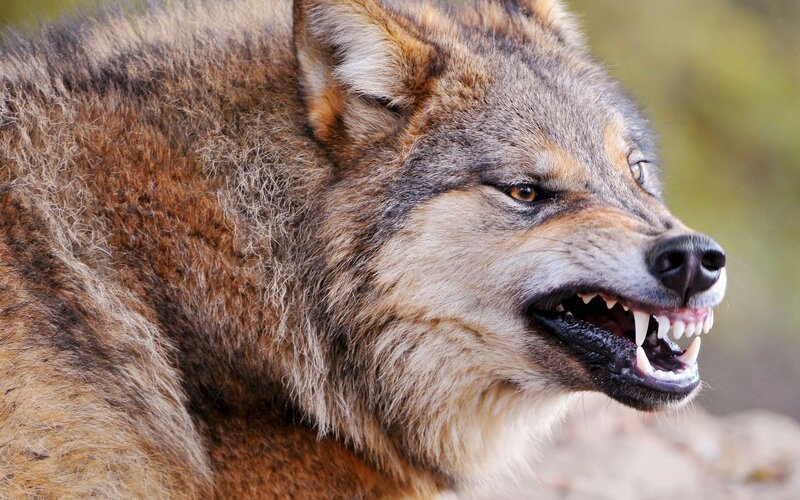 Snarling Wolf — Brown, Aggressive, Photograph