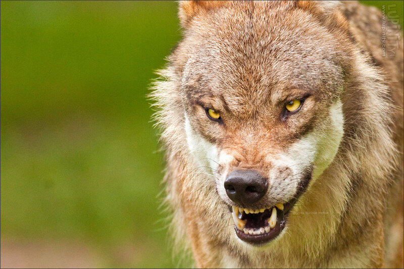 Snarling Wolf — Brown