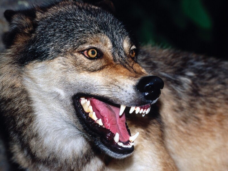 Snarling Wolf — Gray, Aggressive