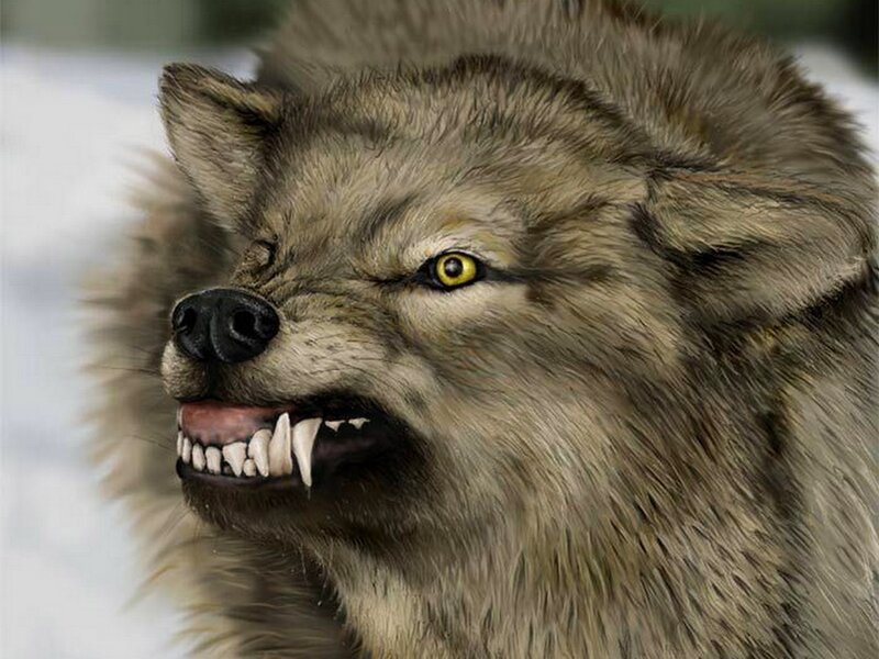 Snarling Wolf — Gray, Aggressive, Winter
