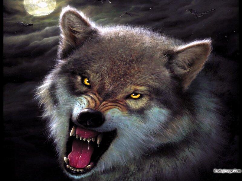 Snarling Wolf under Moon