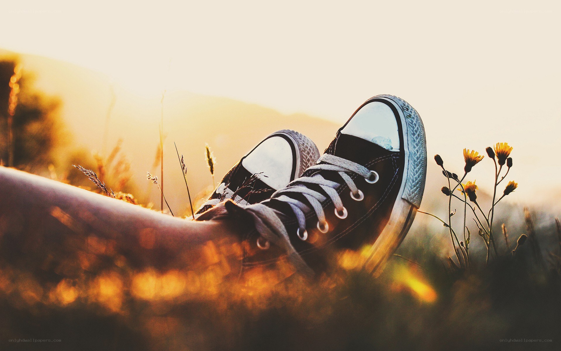 sneakers in a field at sunset