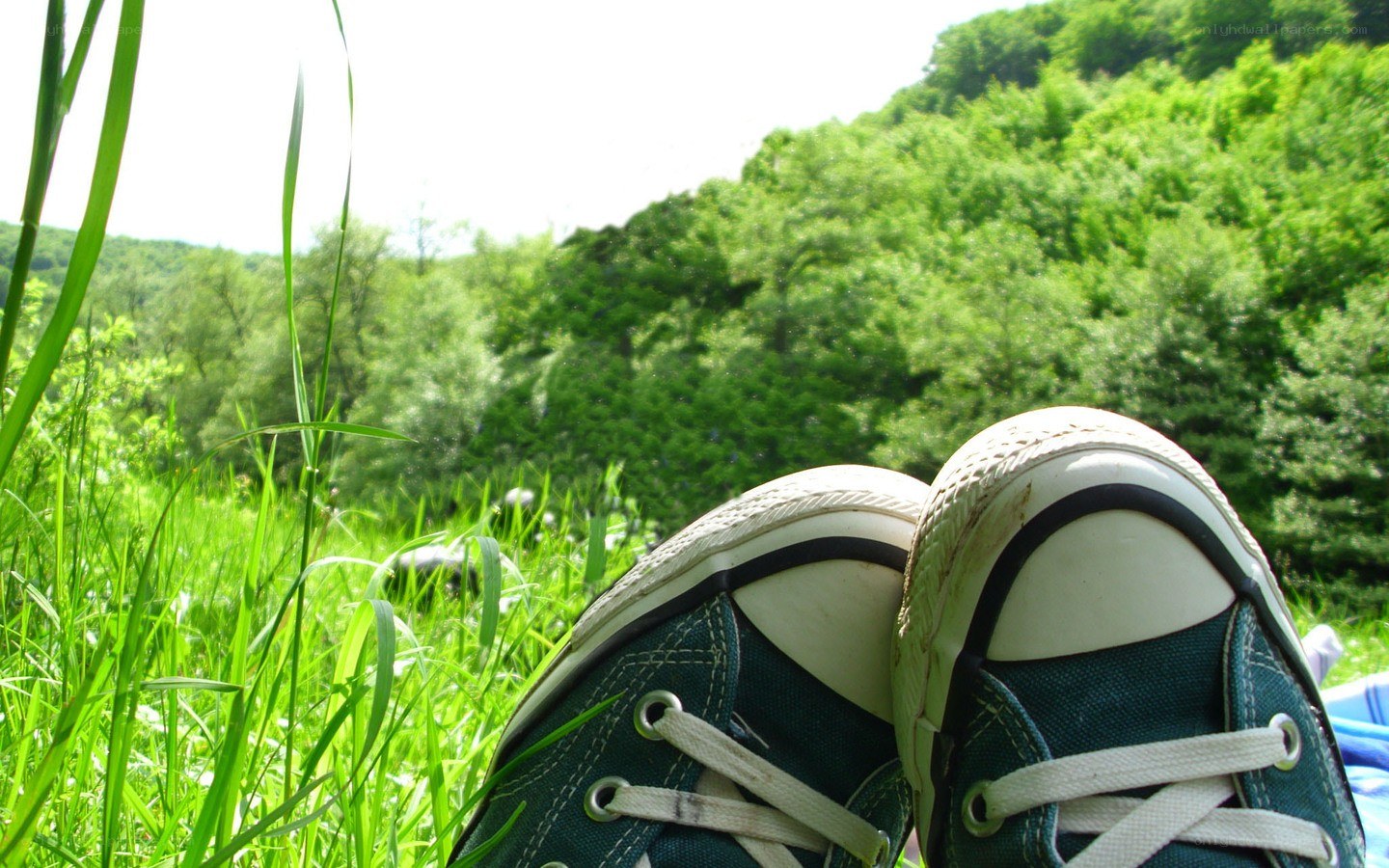sneakers in a grassy field