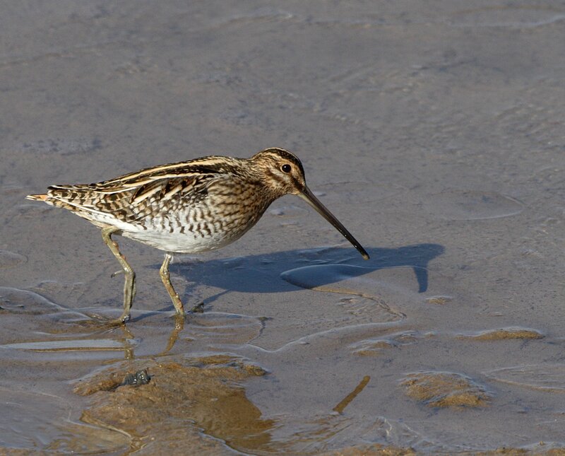 snipe on wet sand