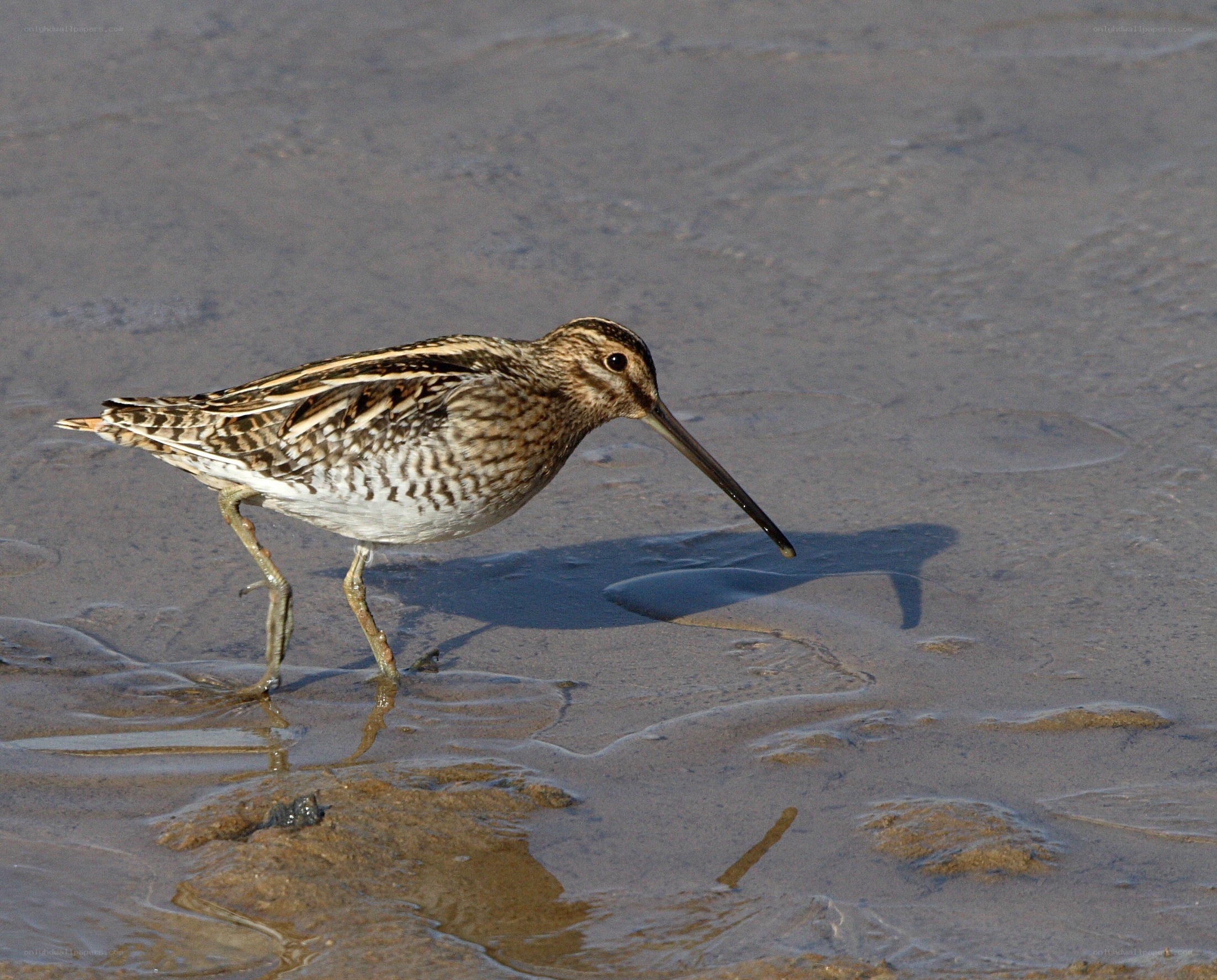 snipe on wet sand