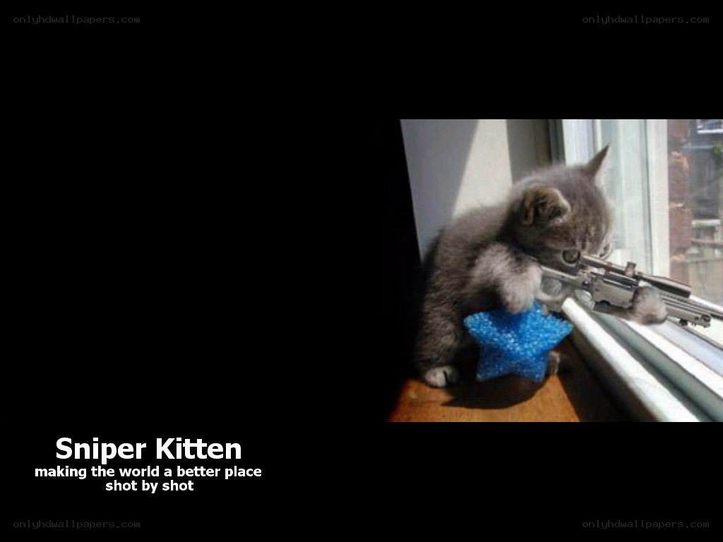 Sniper Kitten