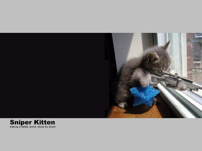Sniper Kitten